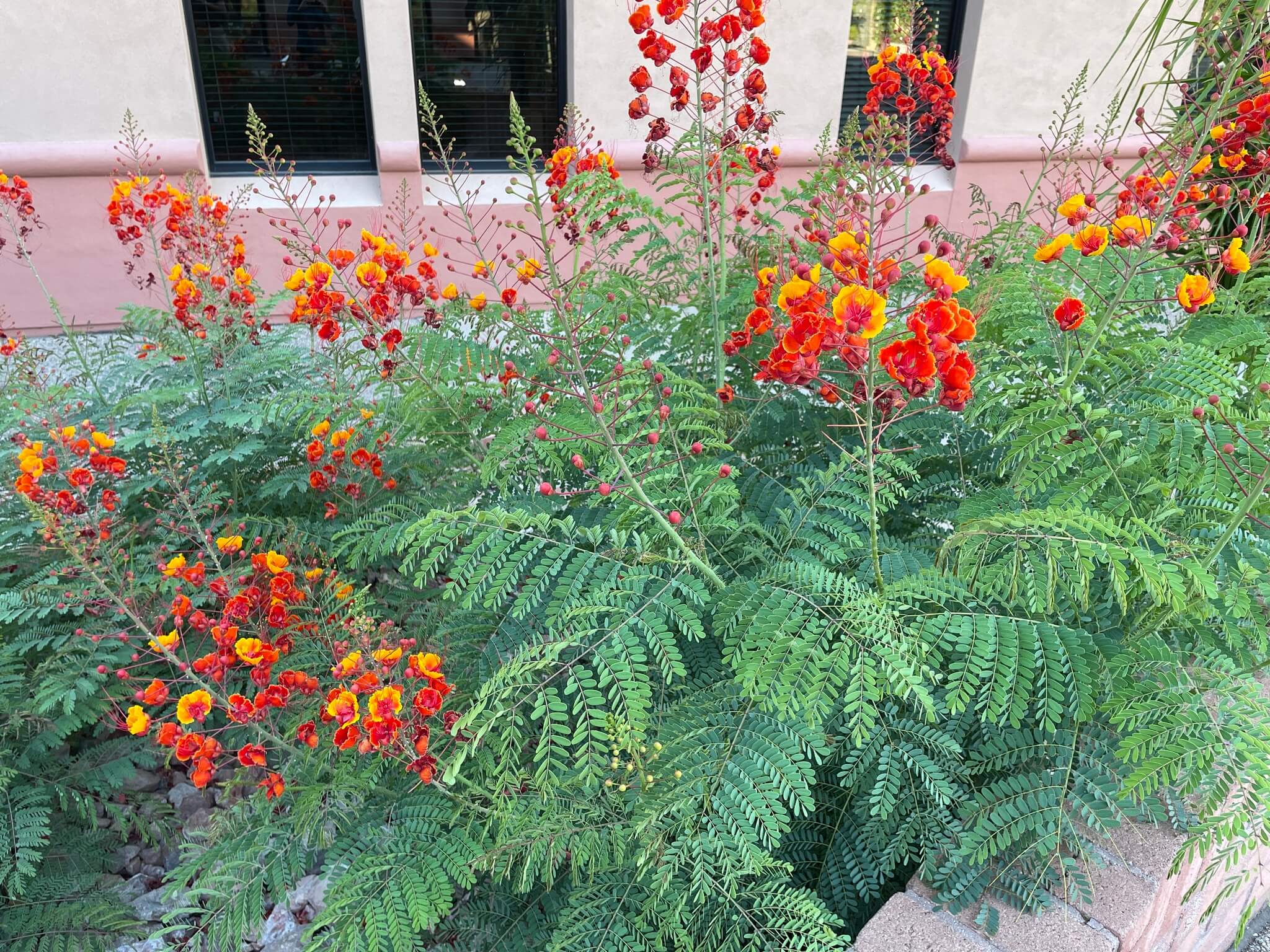 Caesalpinia pulcherrima